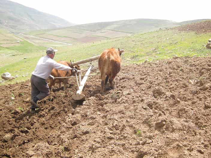 تصویر 2 از گاوآهن چوبی ساختار سنتی کارکرد ساده