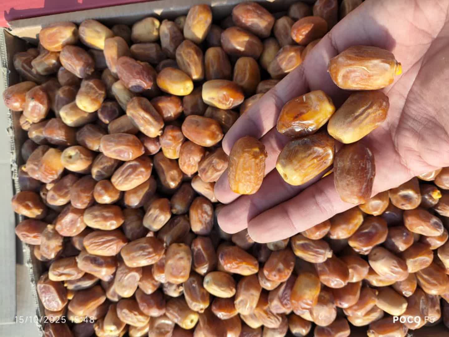 خرما زاهدی قیرکارزین تناژ نامحدود داخلی صادراتی بهترین کیفیت مناسب بازار افغانستان وپاکستان
