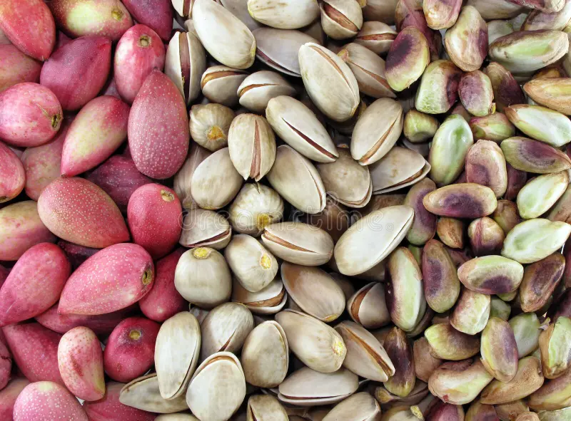 تصویر 3 از پسته اکبری درجه یک مناسب مصارف خاص