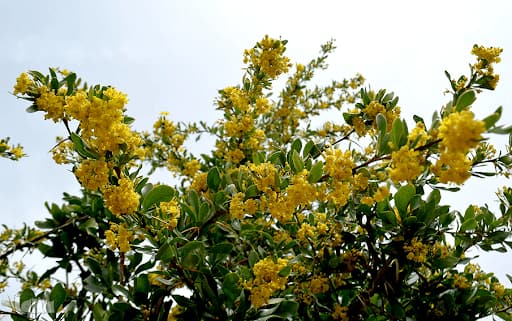 تصویر 4 از زرشک زرد بیرجند با کیفیت عالی و طعمی طبیعی