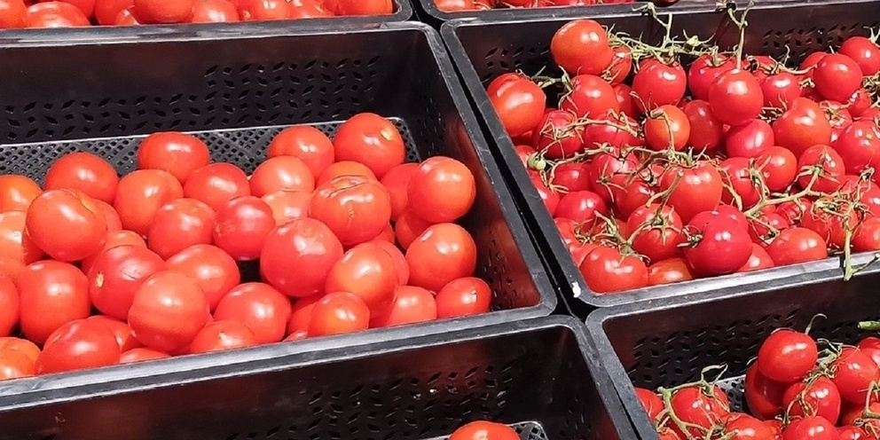 گوجه‌ فرنگی تازه و درجه یک با رنگ طبیعی و طعم عالی