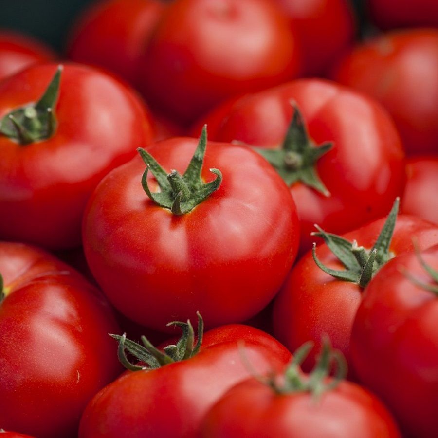 تصویر 4 از گوجه فرنگی سرخ با کیفیت بالا مناسب صنایع غذایی