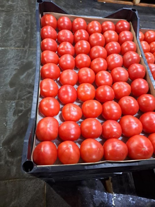 تصویر 4 از گوجه فرنگی درجه یک مزرعه‌ ای با طعم اصیل و ماندگاری بالا