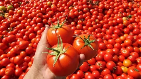 گوجه فرنگی سفت و ماندگار مناسب حمل‌ و نقل و توزیع گسترده