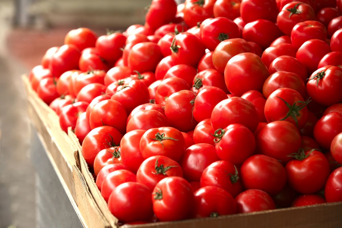 تصویر 4 از گوجه فرنگی ملس طبیعی با طعم عالی و رنگ قرمز یکدست