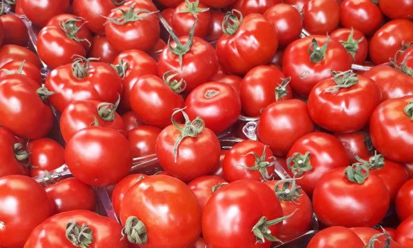 تصویر 4 از گوجه فرنگی صادرات‌ محور با قابلیت نگهداری طولانی‌ تر