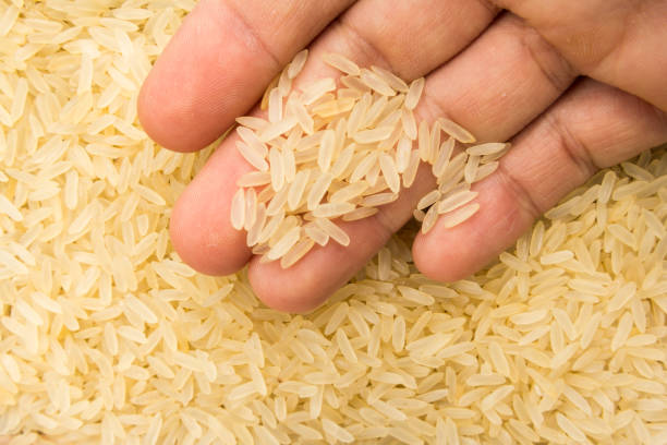 برنج کامفیروز