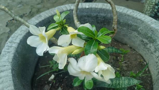 تصویر 2 از گیاه آپارتمانی آدنیوم زینتی مقاوم نور زیاد فضای داخلی