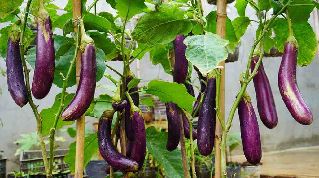 فروش بادمجان صادراتی