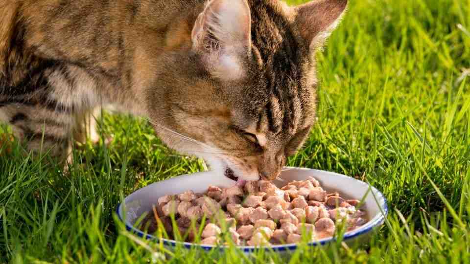 تصویر 4 از غذا گربه دارای ویتامین های ضروری برای رشد سالم