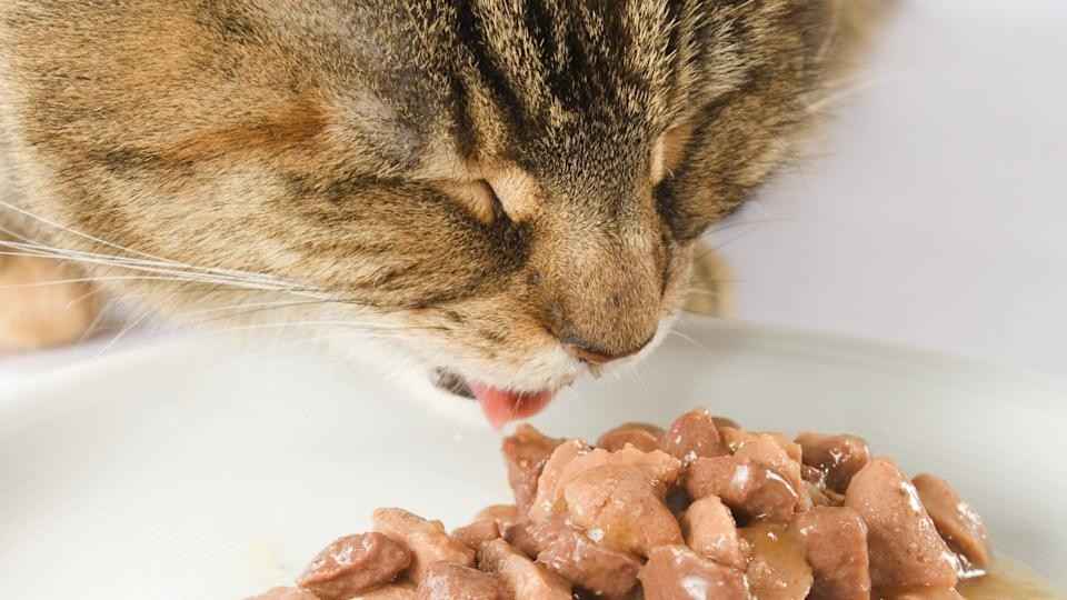 قیمت غذا گربه