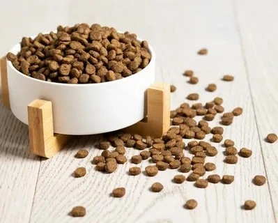 غذا گربه