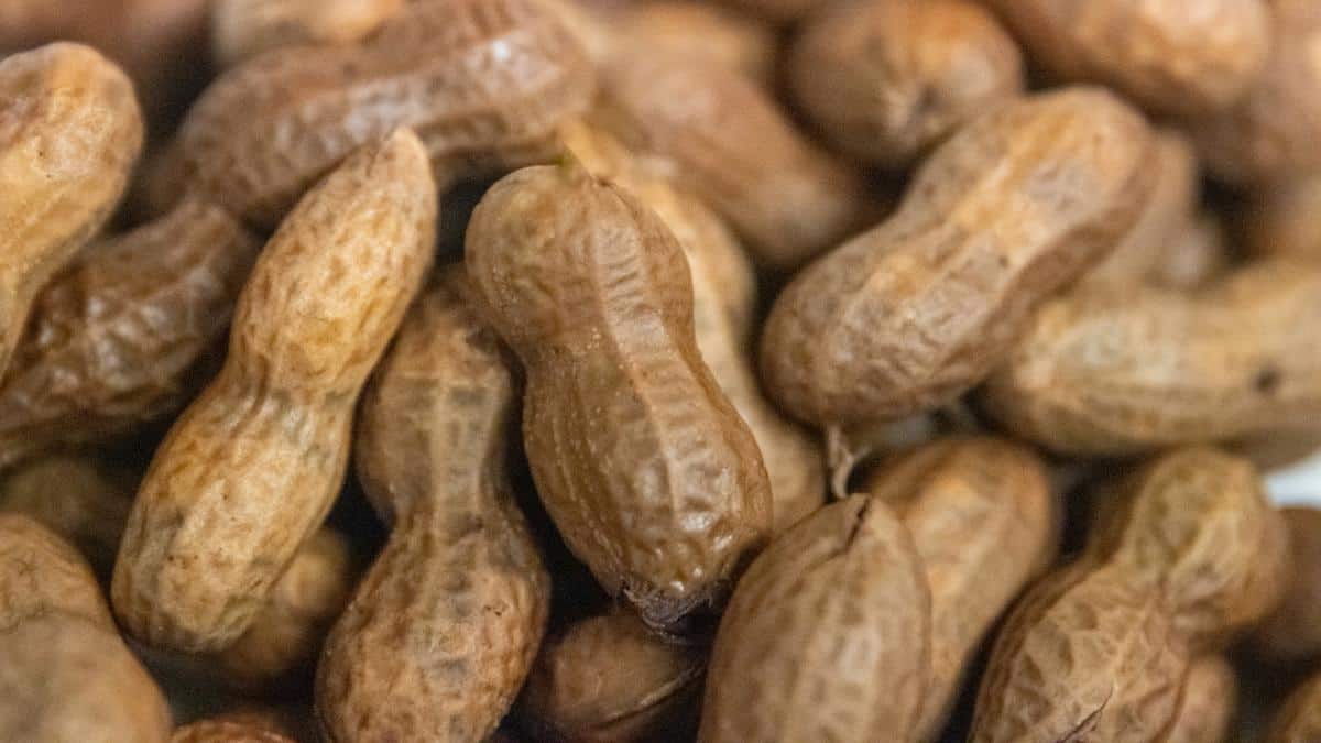تصویر 3 از انواع بادام زمینی تواضع با طعم متعادل و دلپذیر