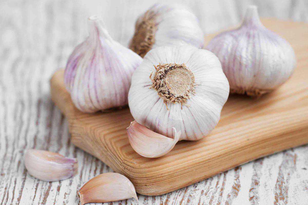 سیر طارم ممتاز با قابلیت نگهداری بلند مدت
