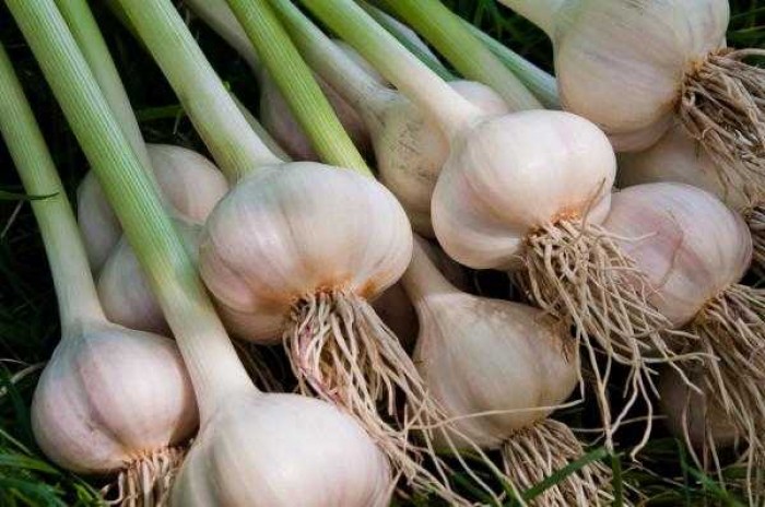 تصویر 2 از سیر کوهی درشت با عطر ویژه و کاربرد در غذا های سنتی