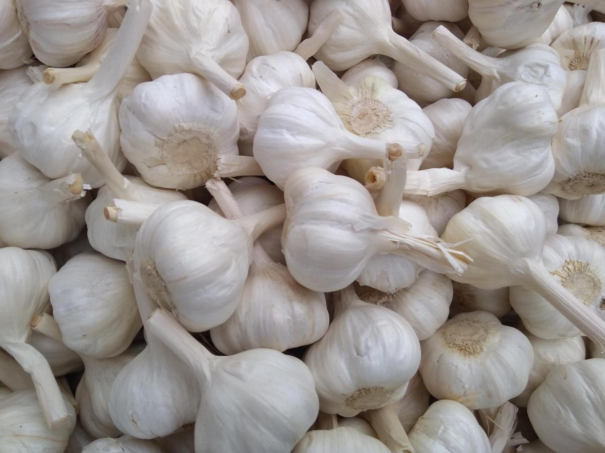 سیر سفید ارگانیک بدون کود شیمیایی و مناسب رژیم سالم