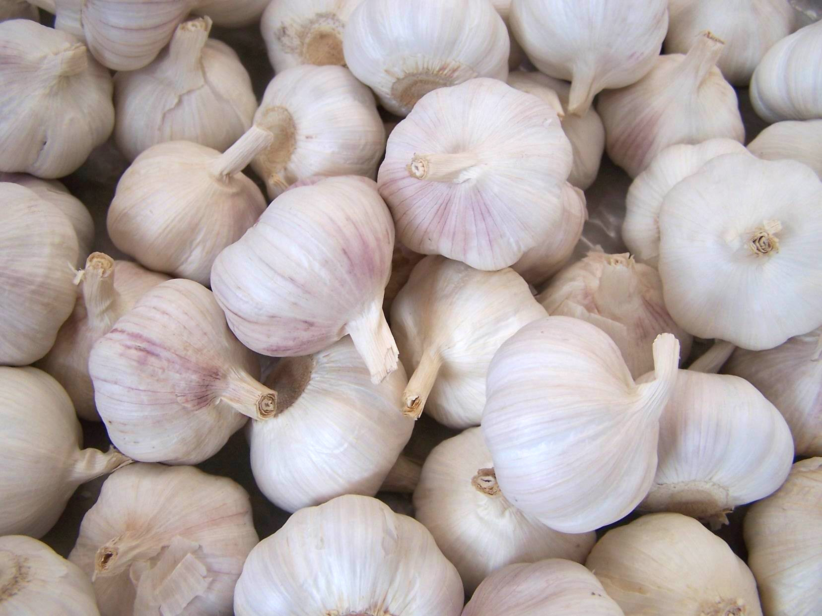 تصویر 8 از سیر سفید ارگانیک بدون کود شیمیایی و مناسب رژیم سالم