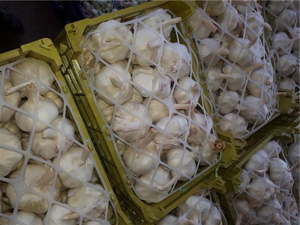 تصویر 2 از سیر سبدی درجه یک مناسب انبار داری طولانی مدت