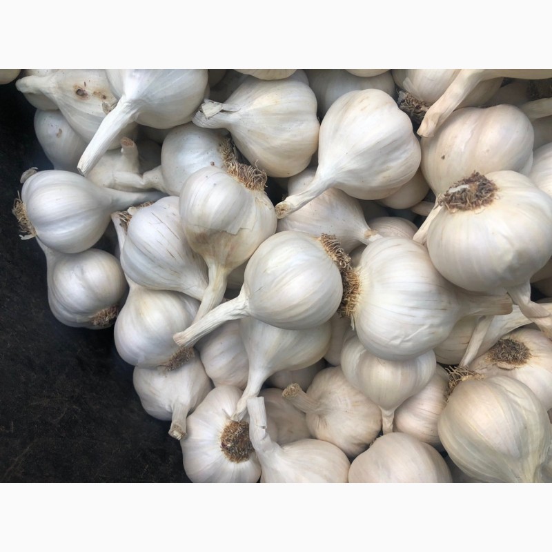 تصویر 3 از سیر طارم مناسب تهیه ترشی و فرآورده های سنتی