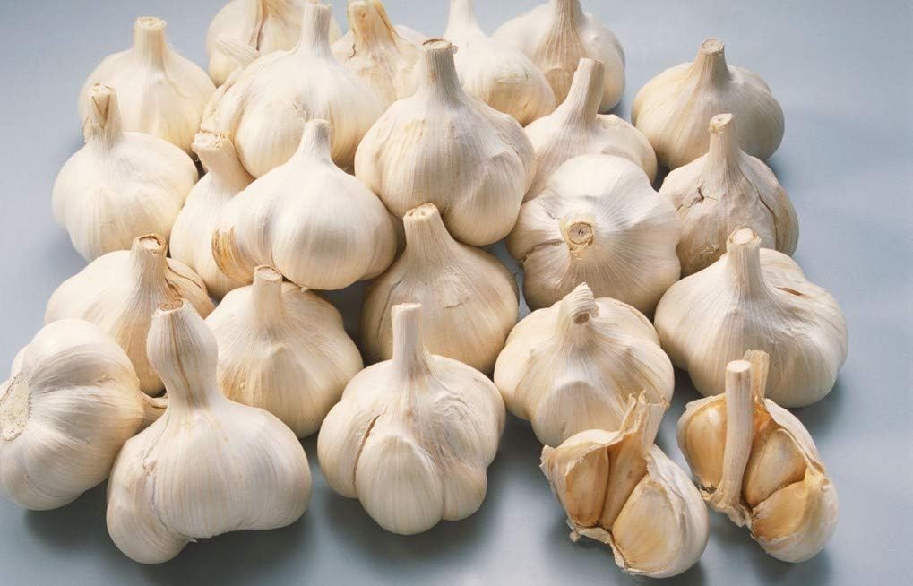 سیر طارم مناسب تهیه ترشی و فرآورده های سنتی
