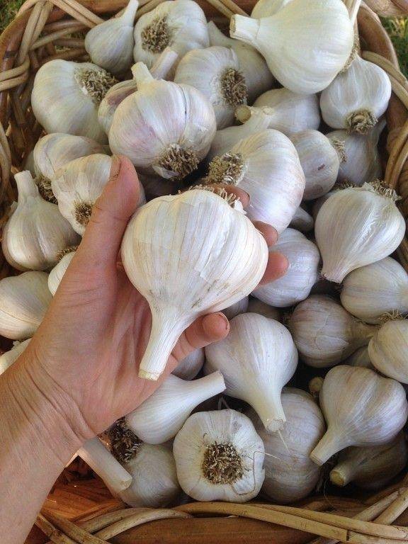 سیر صدفی درجه یک مناسب پخش در بازار های گسترده داخلی