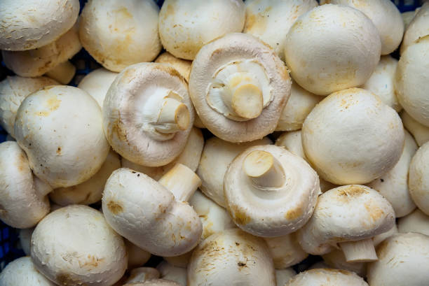 فروش قارچ ارگانیک