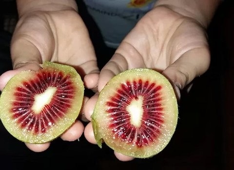 فروش مستقیم کیوی تو سرخ از مزرعه + بسته بندی شش تایی