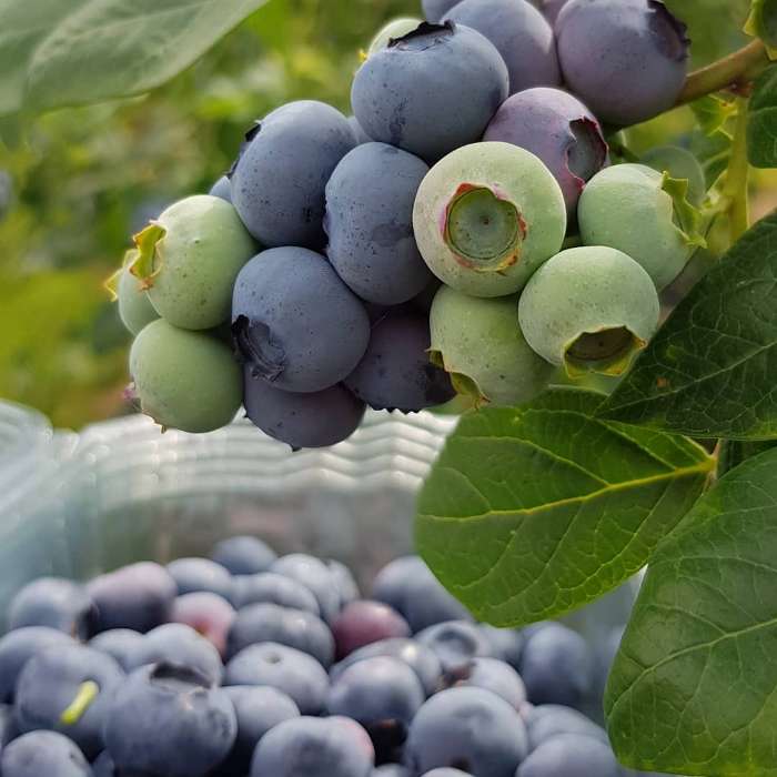 تصویر 5 از خرید بلوبری اصل + سفارش آنلاین بلوبری تازه باغی