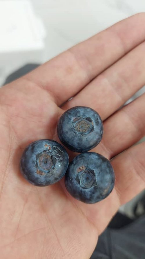 تصویر 4 از خرید بلوبری با بسته‌بندی استاندارد تحویل درب منزل