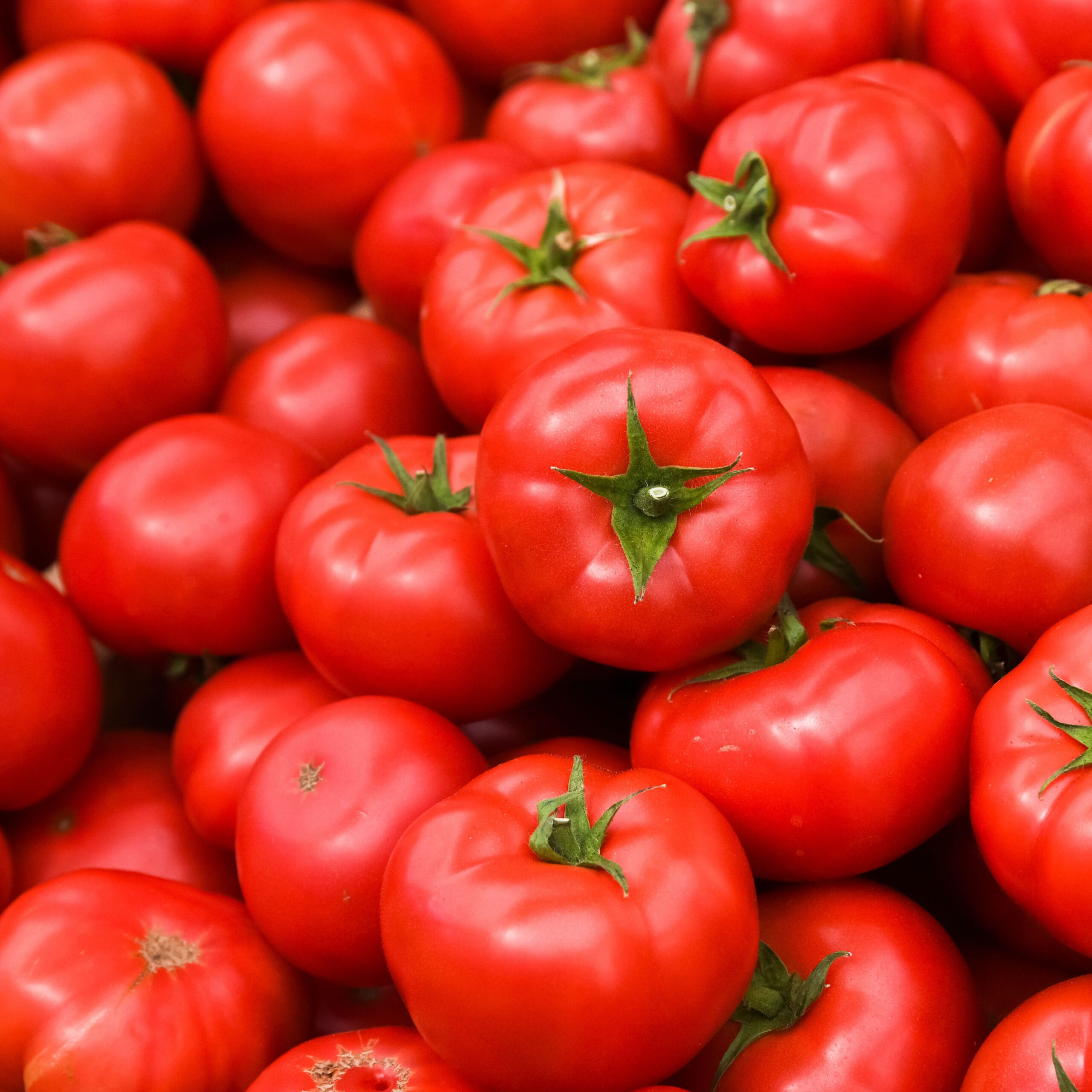 تصویر 3 از فروش گوجه‌ فرنگی گیلاسی گلخانه‌ای + خرید عمده ارزان