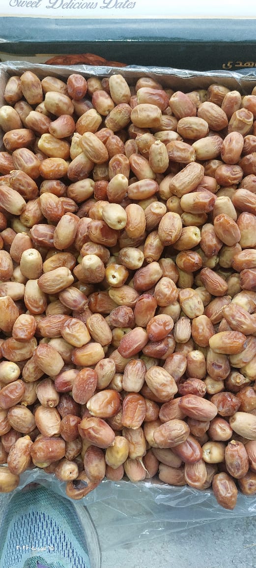 قیمت خرما قصب
