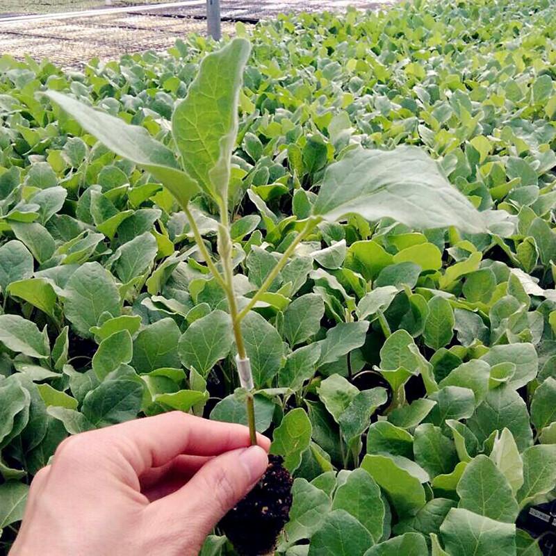 تصویر 2 از نشا گوجه فرنگی گلخانه‌ ای با باردهی بالا
