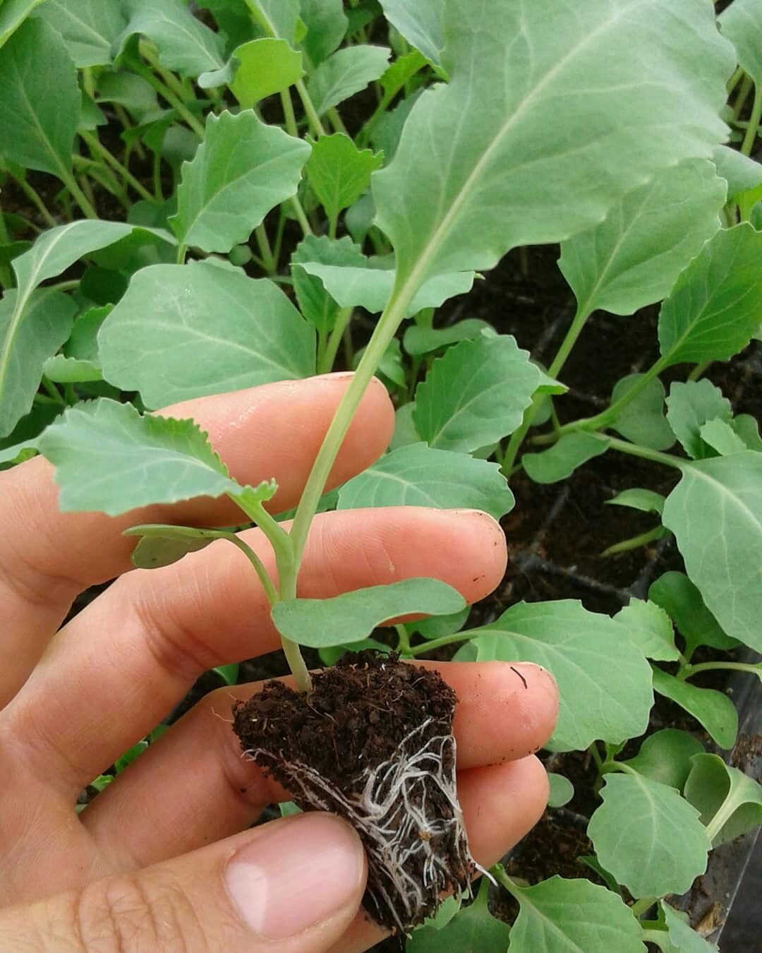 تصویر 1 از نشا گوجه فرنگی اقتصادی با کیفیت استثنایی