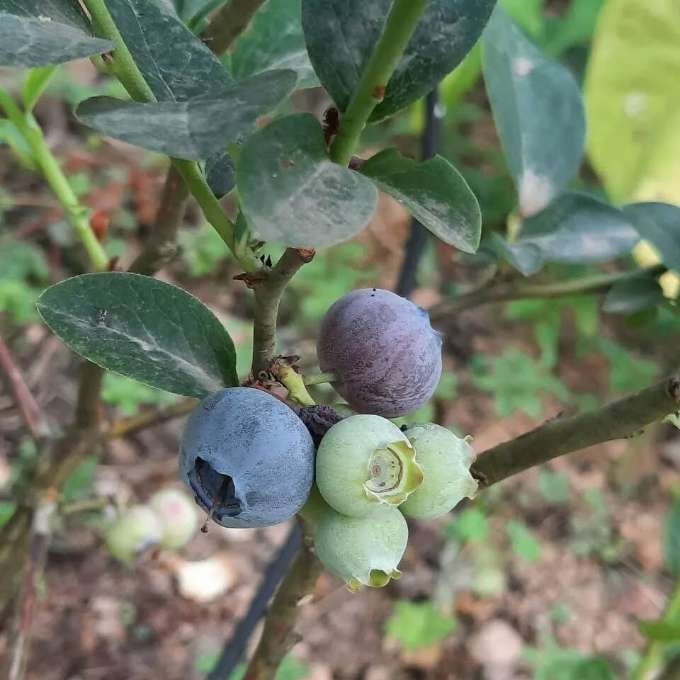 تصویر 1 از خرید اینترنتی نهال بلوبری ارقام ژول، لگسی، چندلر، امرالد و بیشتر | ارسال فوری