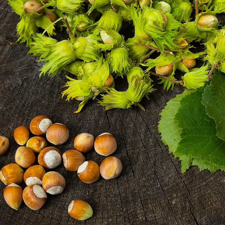 تصویر 1 از فندق تازه برداشت شده در حجم بالا