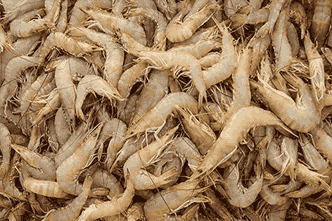 تصویر 1 از میگو تازه جنوب با طعم طبیعی و کیفیت مطلوب گزینه ای مناسب برای تهیه غذاهای سالم و مقوی