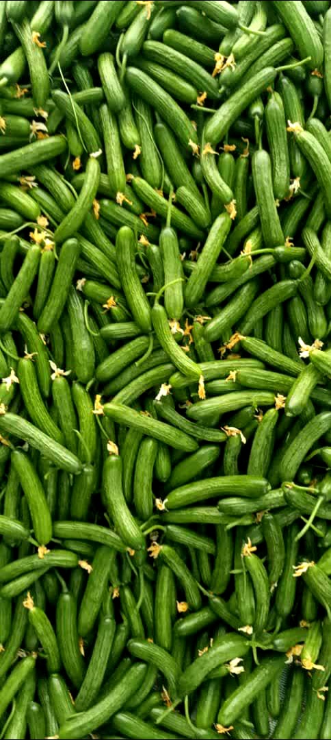 خرید عمده خیار گلخانه‌ای درجه یک؛ مستقیم از تولیدکننده