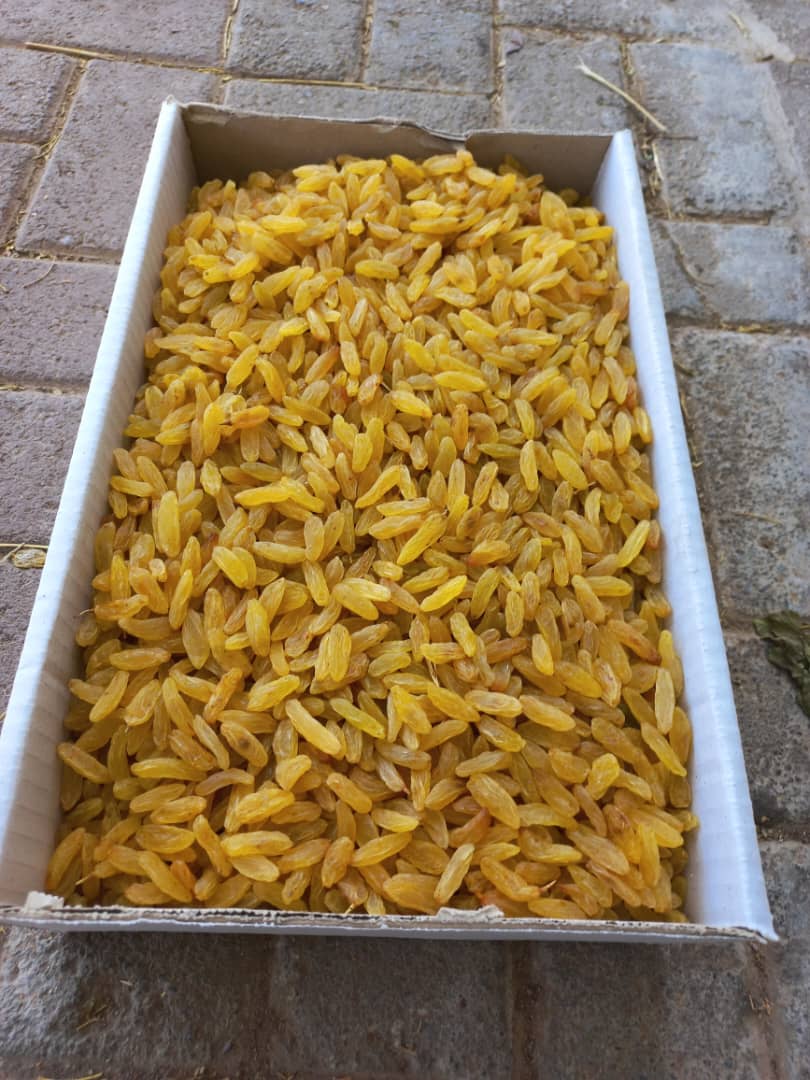 فروش کشمش زرد قلمی