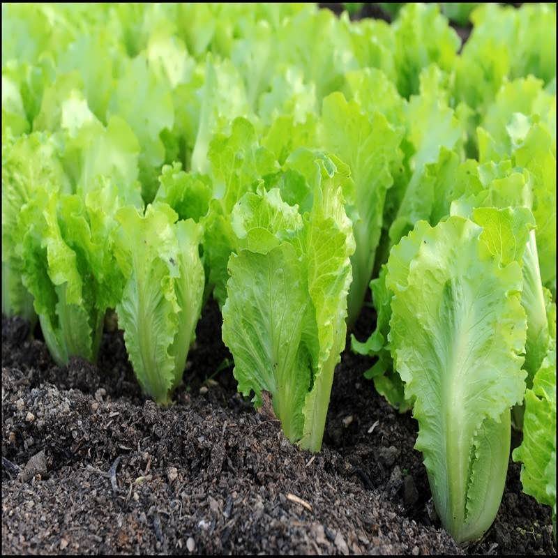 قیمت برگ کاهو