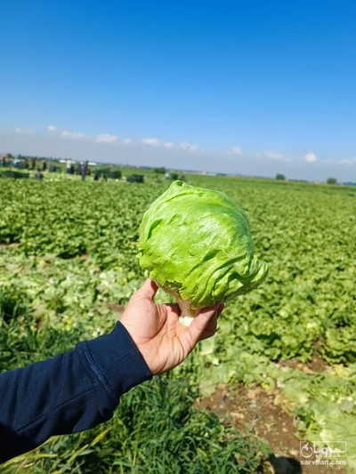 خرید کاهو آیسبرگ