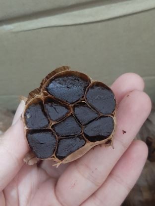 سیر سیاه