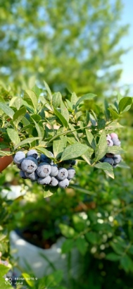 تصویر 5 از فروش نهال بلوبری میوه دار دوساله + بستر هیدروپونیک و کود مخصوص
