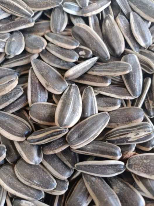 تصویر 1 از تخمه دورسفید درجه یک