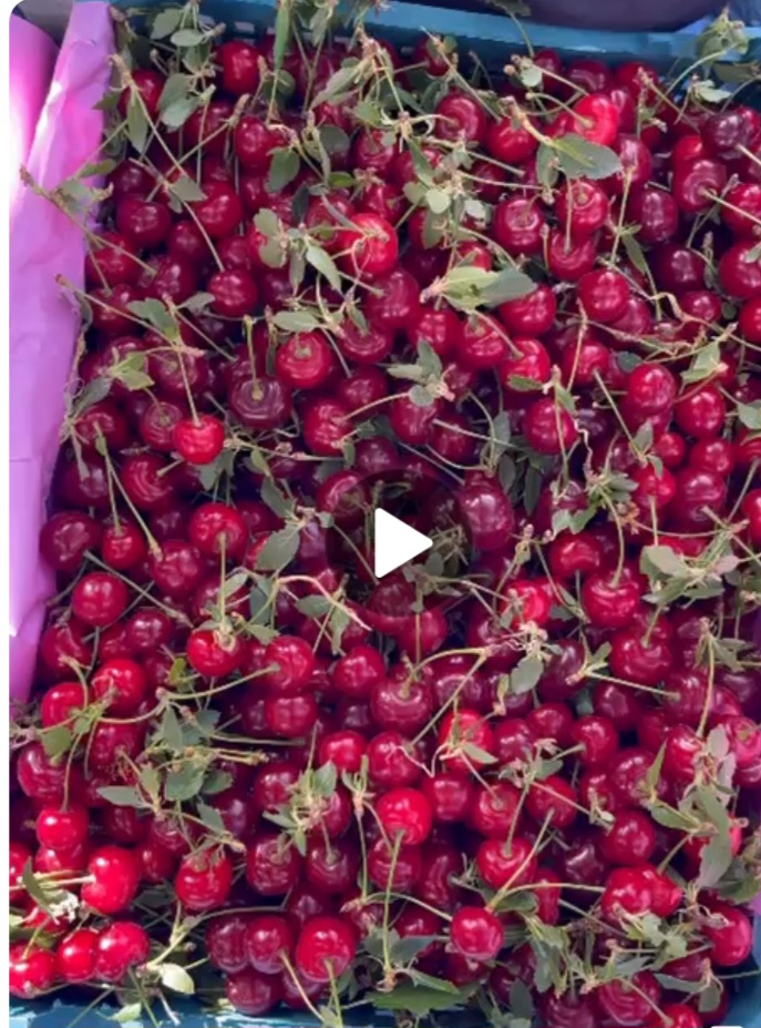 فروش آلبالوتازه صادراتی و خرید داخلی