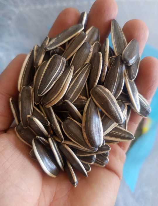 تصویر 1 از خرید سودمند تخمه آفتابگردان خام