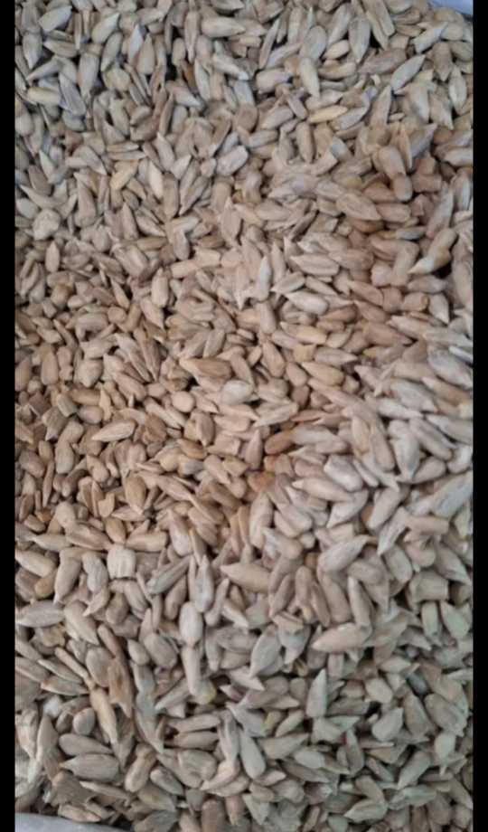 قیمت مغز
