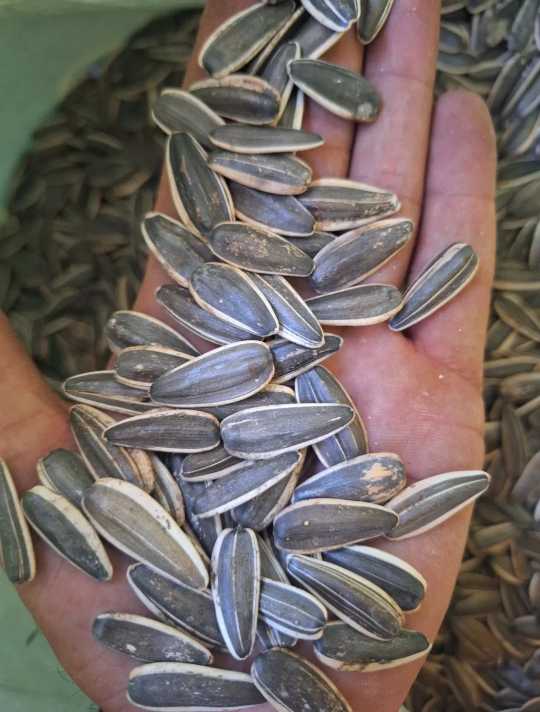 قیمت تخمه آفتابگردان S300 عمده