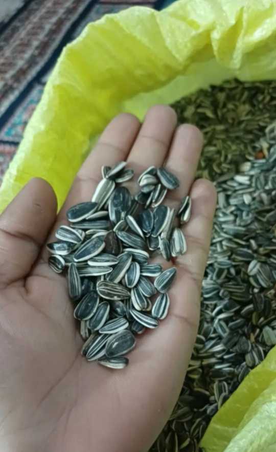 خرید عمده تخمه آفتابگردان بذری