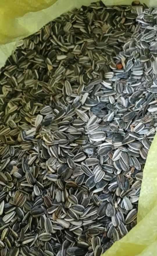 تصویر 2 از خرید عمده تخمه آفتابگردان بذری