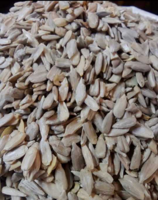 فروش مغز تخمه